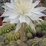 Echinopsis calochlora JLcoll.1403.jpg